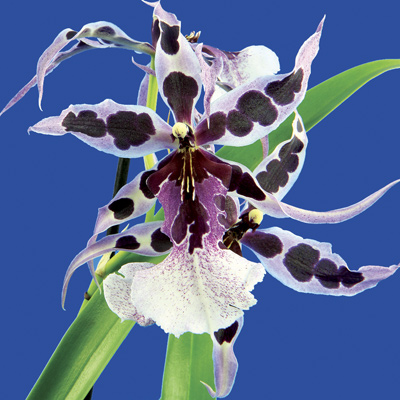 TOP ORCHID